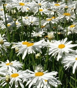 Shasta Daisy Cream Puff