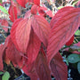 The fall leaf color of shasta viburnum