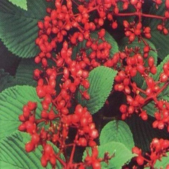 Bright Red Berries of Shasta Viburnum