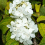 Shasta Viburnum pure white flower clusters