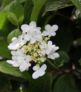 Shasta Viburnum