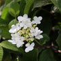 close up of white blooms on shasta viburnum