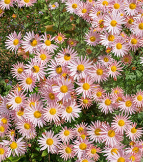 Sheffield Pink Chrysanthemum