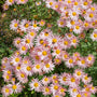 Sheffield Pink Chrysanthemum with soft pink daisy flowers blooming in a fall garden