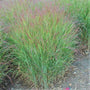 shenandoah swicth grass has bright green foliage and red plumes