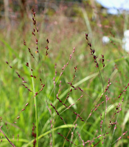 Shenandoah Switch Grass