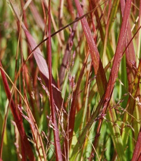 Shenandoah Switchgrass
