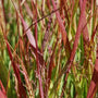 close look at red fall foliage of shenandoah swicth grass