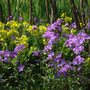 Sherwood Purple Creeping Phlox spreading beneath deciduous trees in a partially shaded woodland garden