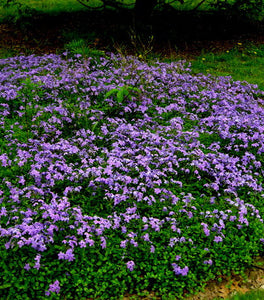 Sherwood Purple Woodland Phlox