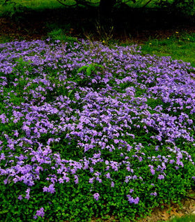 Sherwood Purple Woodland Phlox
