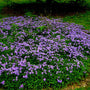 Sherwood Purple Creeping Phlox covered in fragrant purple-blue spring flowers above a dense green woodland groundcover