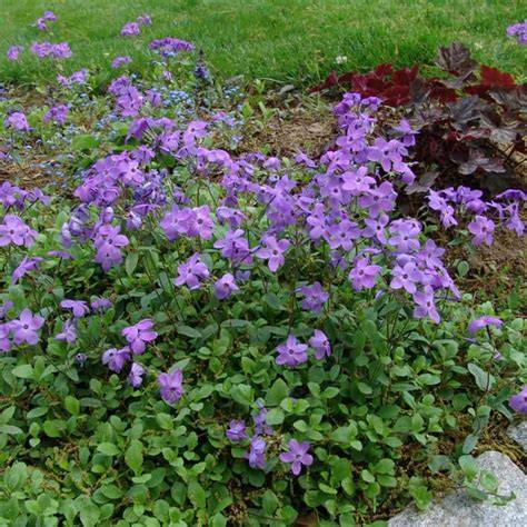 Native Sherwood Purple Creeping Phlox naturalizing along a shaded garden path