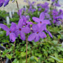 Close-up of Sherwood Purple Phlox showing fragrant purple-blue flowers with five rounded petals