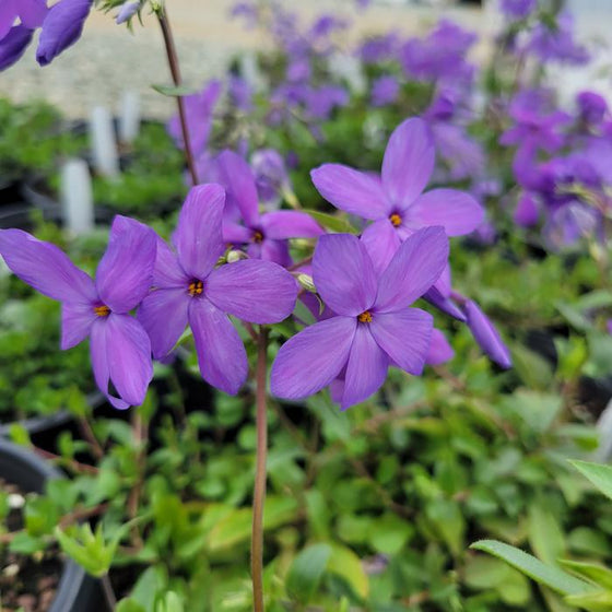 Close-up of Sherwood Purple Phlox showing fragrant purple-blue flowers with five rounded petals