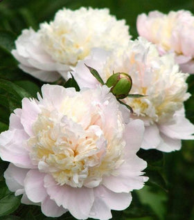 Shirley Temple Peony