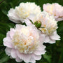 soft white blooms of the peony shirley temple sold online