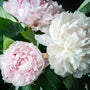 creamy white and pink blooms of the peony shirley temple sold online