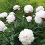 peony shirley temple shrub sold online has big blooms and dark green foliage