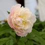 shirley temple peony in bloom