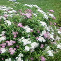 Shirobana Spirea Shrubs in full bloom with tri-colored flowers and green foliage
