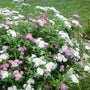 Shirobana Spirea Shrubs in full bloom with tri-colored flowers and green foliage