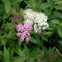 Close up of pink and white flowers against green leaves of Spirea Shirobana