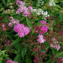 Spirea Shirobana shrub with pink, purple, and rose flowers and green leaves