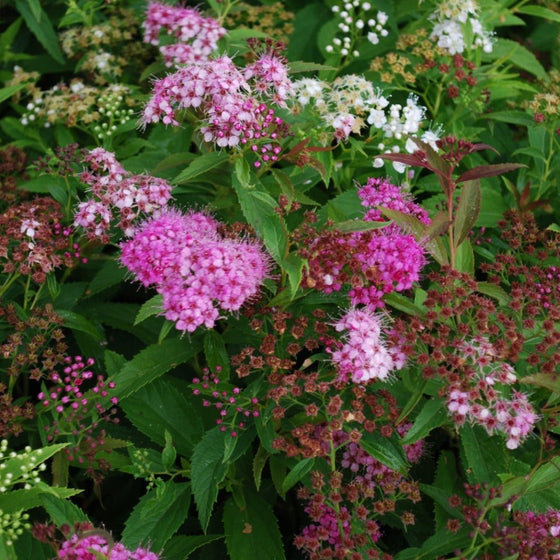 Buy Shirobana Spirea Online | Garden Goods Direct