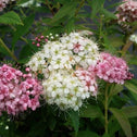 Close up of pink and white flowers of Spirea Japonica Shirobana