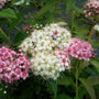 Close up of pink and white flowers of Spirea Japonica Shirobana
