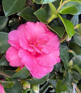 Buy Yuletide Camellia Online | Garden Goods Direct