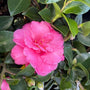 hot pink winter blooms on camellia sasanqua shishi gashira