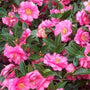 Camellia Shishi Gashira Shrubs with blooming pink flowers
