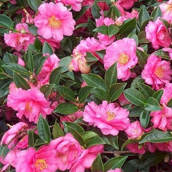 Camellia Shishi Gashira Shrubs with blooming pink flowers