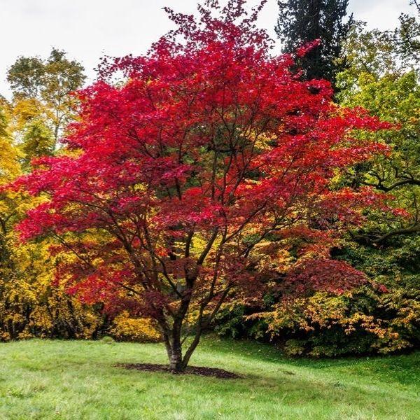 Buy Shishigashira Japanese Maple Trees - Lion's Head | Garden Goods Direct