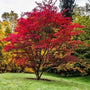 Shishigashira Japanese Maple Tree with light red foliage