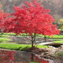 Lion's Head Japanese Maple Tree with red foliage