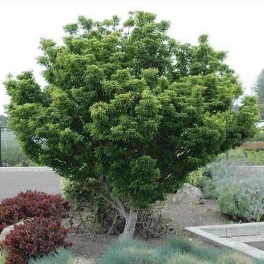 Lion's Head Japanese Maple for Sale | Compact Upright Maple