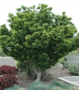 Lion's Head Japanese Maple
