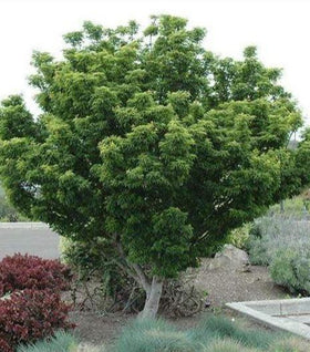 Lion's Head Japanese Maple