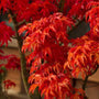 Shishigashira Japanese Maple Tree with red foliage