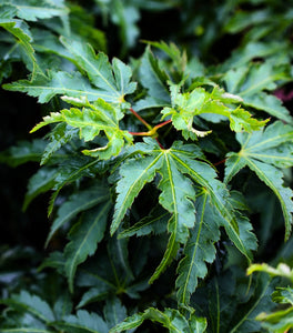 Lion's Head Japanese Maple