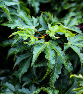Lion's Head Japanese Maple