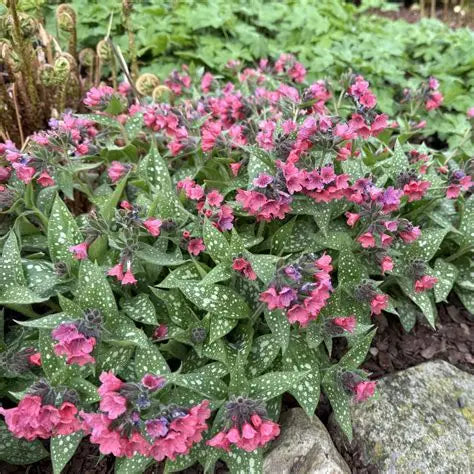 Pink lungwort plant used as a shade groundcover along a woodland garden path