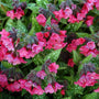 Pulmonaria ‘Shrimps on the Barbie’ blooming with deep pink flowers above spotted leaves