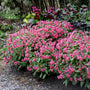 Shrimps on the Barbie Lungwort with shrimp-pink spring flowers and silver-spotted foliage in a shaded garden