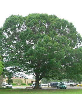 Shumard Oak