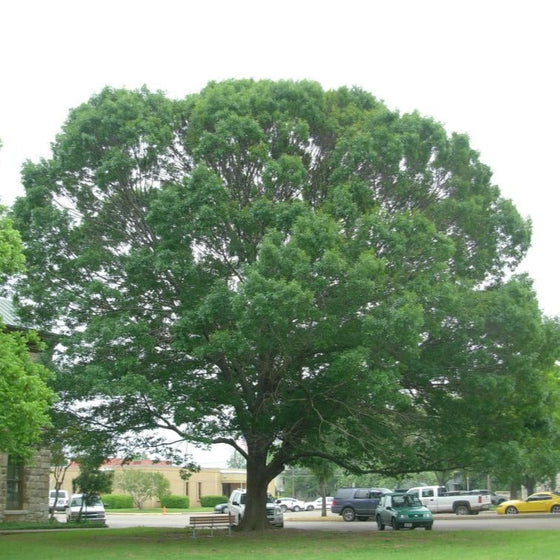 A well branched Shumardi oak Tree