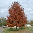 A shumardi oak tree in fall color